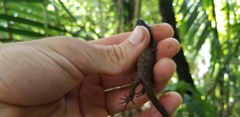 Lepidophyma flavimaculatum