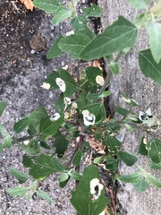 Chrysoesthia sexguttella