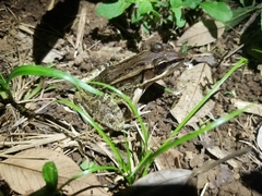 Lithobates brownorum