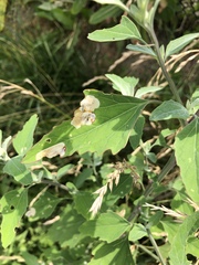 Chrysoesthia sexguttella