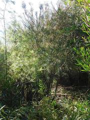 Melaleuca linearis linearis