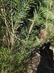 Melaleuca linearis linearis