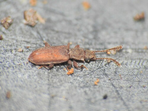 Silvanid flat bark beetle