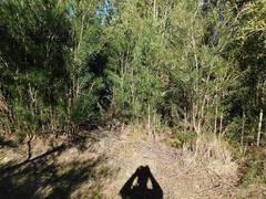 Melaleuca linearis linearis