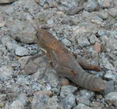 Acinipe