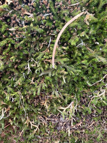 Image of Selaginella underwoodii by (c) quinnm, some rights reserved (CC BY)
