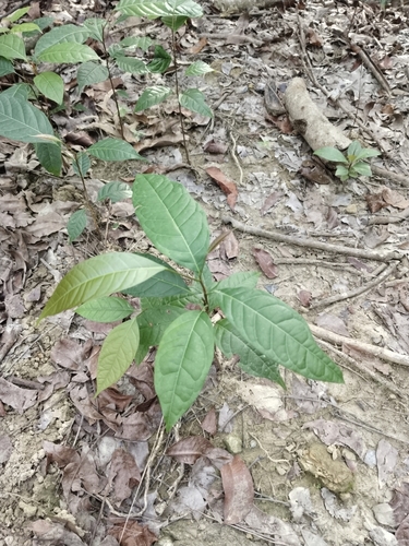 Image of Swietenia macrophylla by no rights reserved