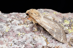Pseudohemihyalea labecula
