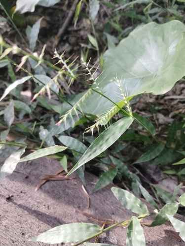 Image of Oplismenus compositus by no rights reserved