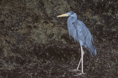 Humblot's Heron photo 2