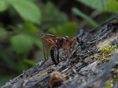 Tanyptera atrata