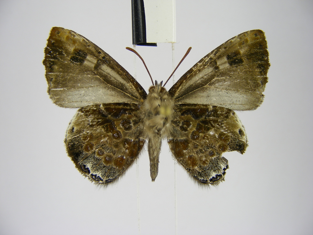Large Woollylegs