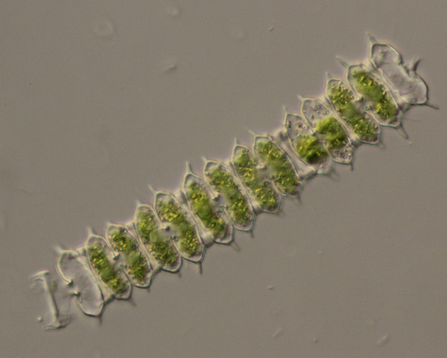 Sphaerozosma