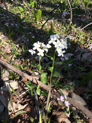 Cardamine douglassii