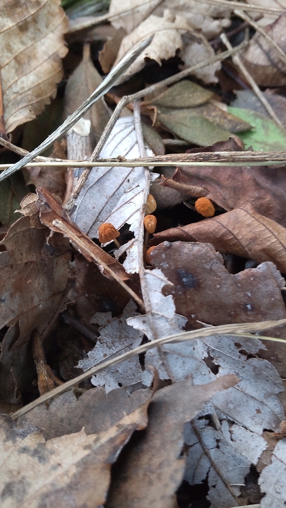 Marasmius siccus · October 2024 · photo: © mozuku (iNaturalist, cc-by-nc)