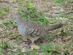 Geopelia striata