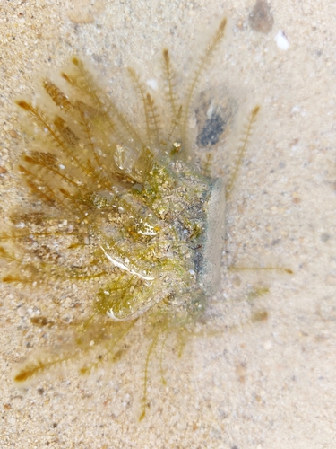 Batophora occidentalis observed 2024-10-30