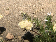 Euphilotes battoides