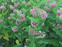 Asclepias syriaca
