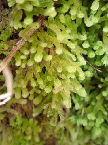 Image of Leiomitra lanata by (c) Leon Perrie, some rights reserved (CC BY)