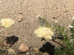 Euphilotes battoides