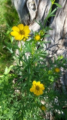 Coreopsis palmata