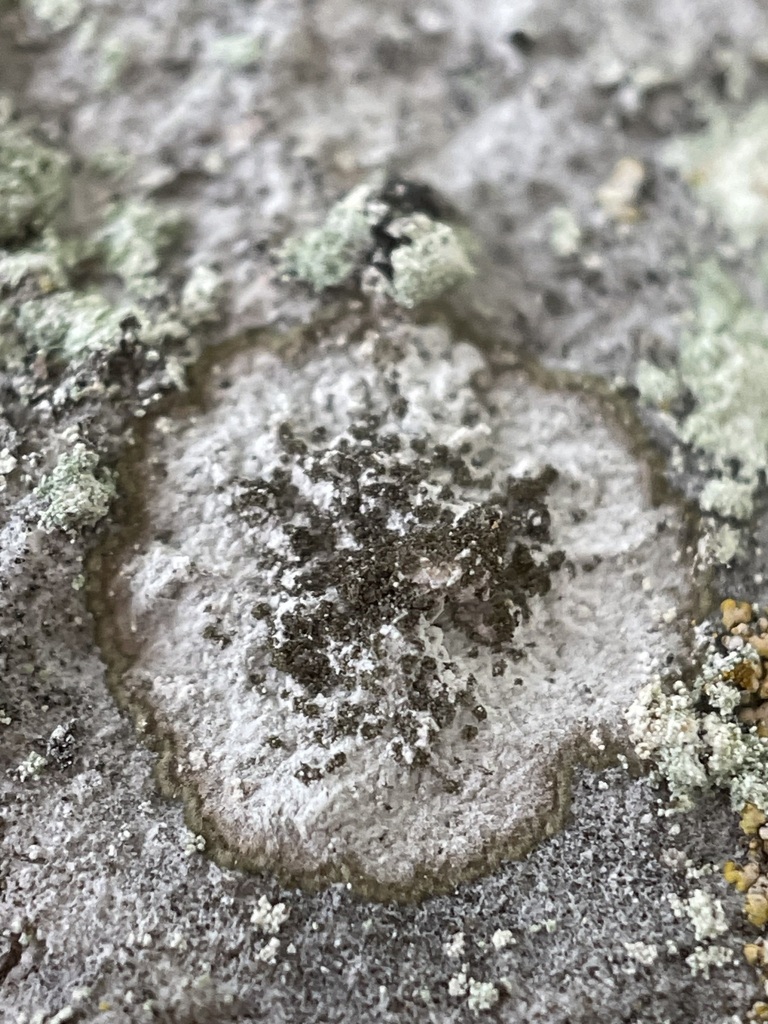 Dirina massiliensis