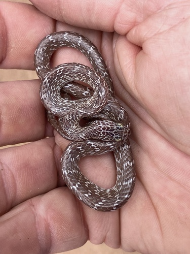 Marbled Tree Snake