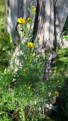 Coreopsis palmata