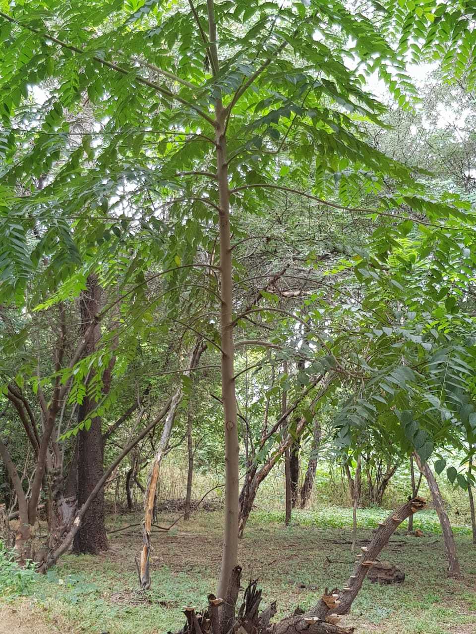 Azadirachta indica