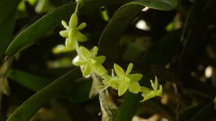Epidendrum cardiophorum