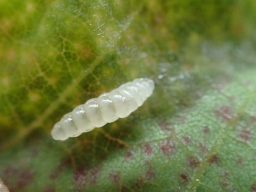 locust gall midge