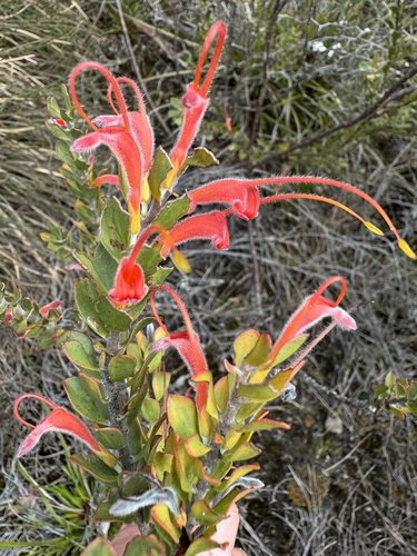 Image of Adenanthos obovatus by (c) Tyler Anthony, some rights reserved (CC BY)