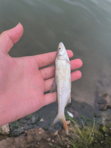 Mongolian redfin (Chanodichthys mongolicus) — Cyprinidae — 2