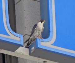 Falco peregrinus