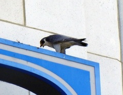 Falco peregrinus