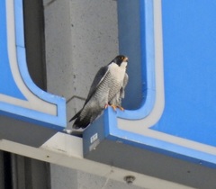 Falco peregrinus