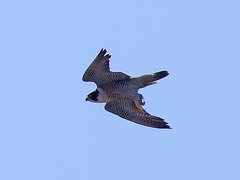 Falco peregrinus