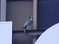 Falco peregrinus