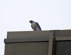 Falco peregrinus