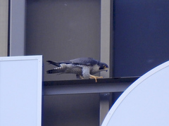 Falco peregrinus