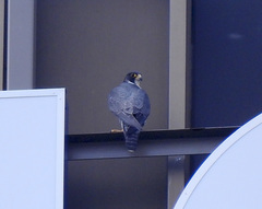 Falco peregrinus