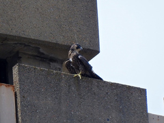 Falco peregrinus