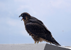 Falco peregrinus