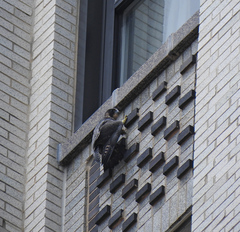 Falco peregrinus