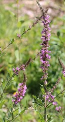 Lythrum salicaria