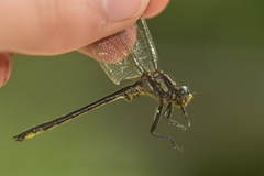 Phanogomphus descriptus