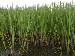 Zizania latifolia