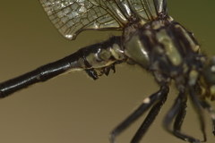 Phanogomphus descriptus