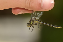 Phanogomphus descriptus